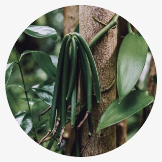Vanilla Plant, HD Png Download, Free Download