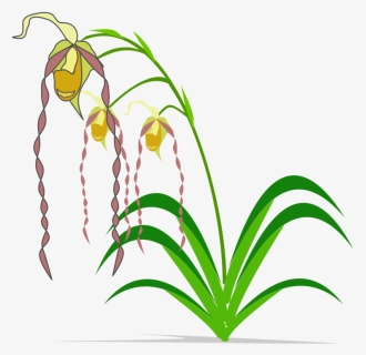 Plant,flora,leaf - Clip Art, HD Png Download, Free Download