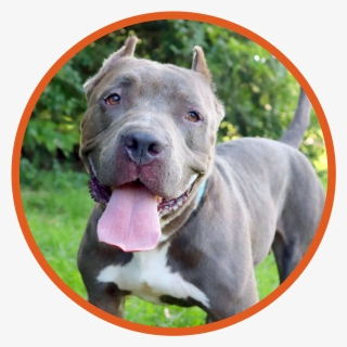Godrick Is A Beautiful 4 Year Old Pit Bull - Pit Bull, HD Png Download, Free Download