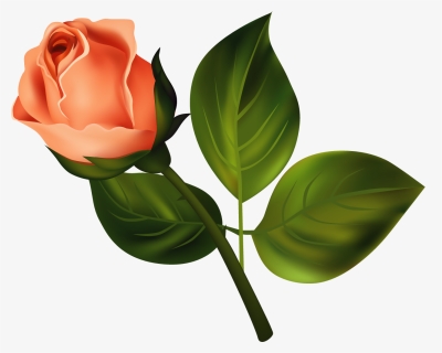 Transparent Rose Bud Png - Hybrid Tea Rose, Png Download, Free Download