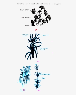 Illustration, HD Png Download, Free Download