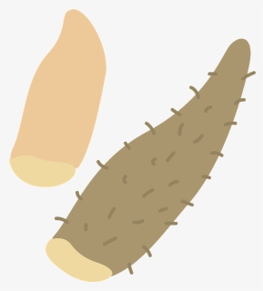 Chinese Yam Clipart - Flatworm, HD Png Download, Free Download