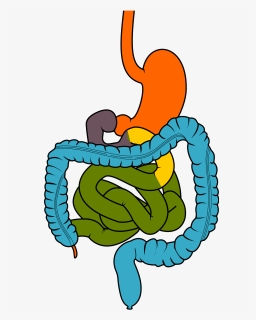 Transparent Clinic Clipart - Gastrointestinal Clipart, HD Png Download, Free Download