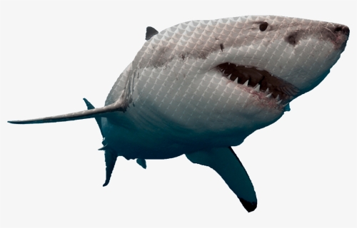 Shark Tank Logo PNG Images, Free Transparent Shark Tank Logo Download -  KindPNG