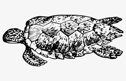 Turtle Tortoise Black And White Reptile - Tartaruga Png Preto E Branco, Transparent Png, Free Download