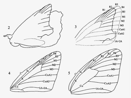 2 Protocoeliades Kristenseni, Outline Of Fossil, With - Hesperiidae Vein, HD Png Download, Free Download
