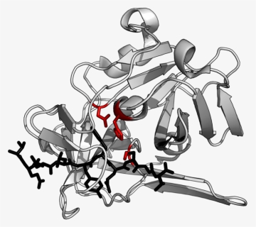 Tev Protease Summary - Tev Protease Active Site, HD Png Download, Free Download