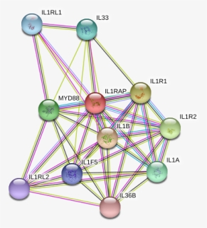 Il1rap Protein - Circle, HD Png Download, Free Download