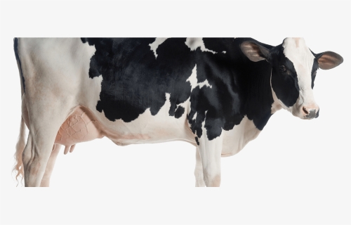 Indian Cow With Calf Png, Transparent Png, Free Download