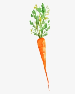 Carrots Png Watercolor - Root Vegetables Vegetables In Ground Drawing, Transparent Png, Free Download