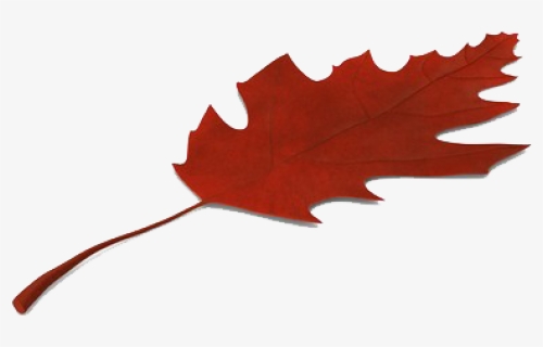 Autumn Leaves Png Image Hd - Maple Leaf, Transparent Png, Free Download
