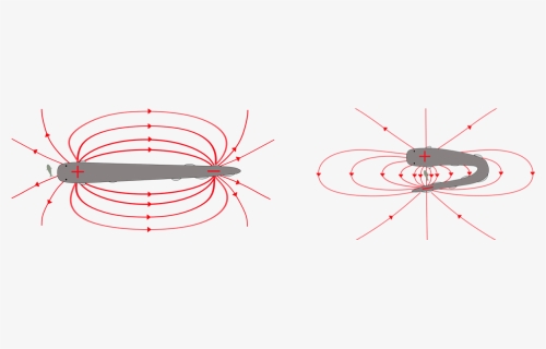 Electric Field Of Electric Eel, HD Png Download, Free Download
