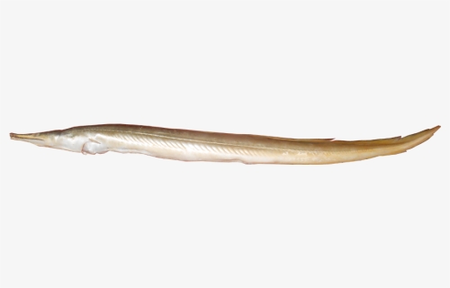 Conger Eel, HD Png Download, Free Download