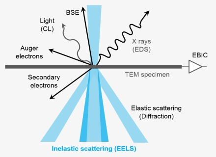 Eels Inelastically Scattered Electrons, HD Png Download, Free Download
