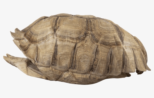 An Image Of A Turtle Shell - Turtles Shell, HD Png Download, Free Download