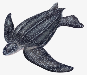 © Dawn Witherington - Leatherback Sea Turtle Drawing, HD Png Download, Free Download