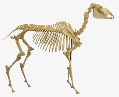 Bones Png Image Download - Animal Skeleton Png, Transparent Png, Free Download