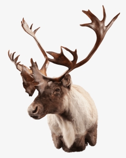 Caribou Shoulder Mount - Elk, HD Png Download, Free Download
