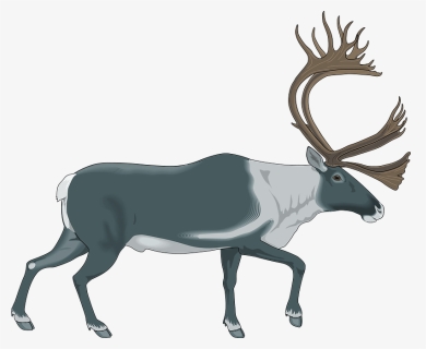 Reindeer Clipart - Caribou Png, Transparent Png, Free Download