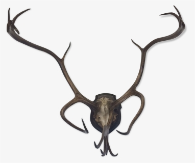 Former Reindeer Wood Trophy/caribou On Patch Massacre - Reindeer, HD Png Download, Free Download