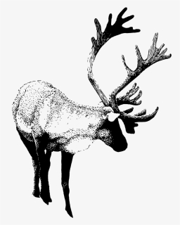 Scan 4 - Elk, HD Png Download, Free Download