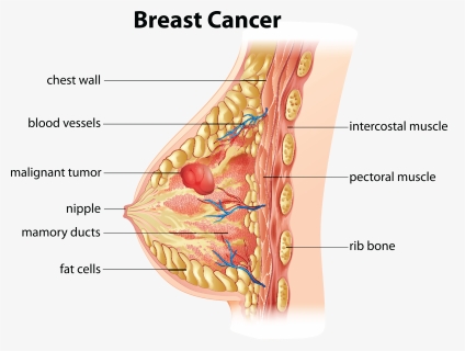 Breast Anatomy, HD Png Download, Free Download
