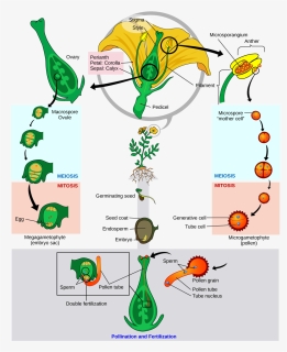 Structure Of Embryo In Plants, HD Png Download, Free Download