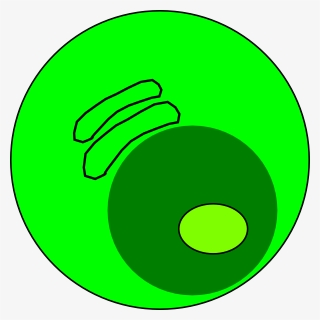 Cytoplasm Png, Transparent Png, Free Download