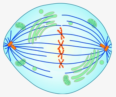 Clip Freeuse Library Division Mitosis Anaphase Chromatids - Phase Of Mitosis Is Shown, HD Png Download, Free Download