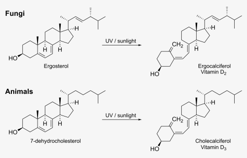 Structure , Png Download - Vitamin D Biosynthesis, Transparent Png, Free Download