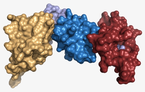 The Scaffold Idea - Protein 3d Structure Png, Transparent Png, Free Download
