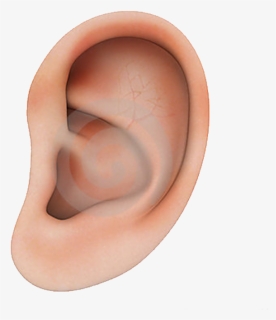 Human Ear Structure Png Download - Imagenes De Orejas Humanas, Transparent Png, Free Download
