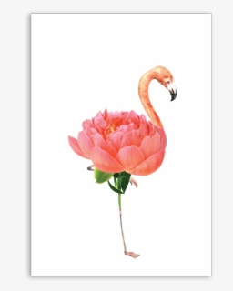 Greater Flamingo, HD Png Download, Free Download