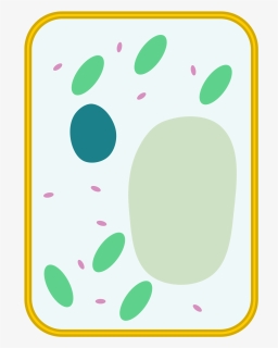 Simple Plant Cell Diagram Unlabeled, HD Png Download, Free Download