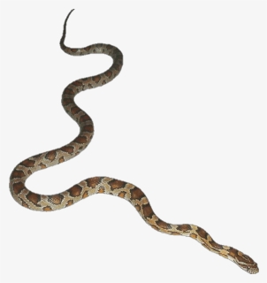 #snakes #venom #serpent - Snake Gif Transparent Background, HD Png Download, Free Download