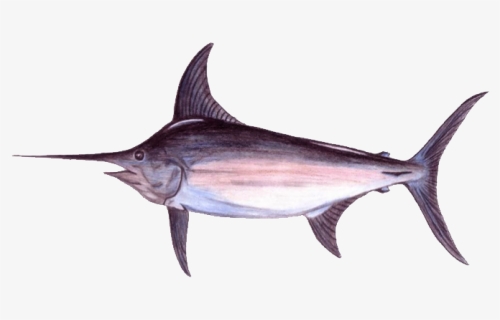 Real Good Fish - Atlantic Blue Marlin, HD Png Download, Free Download