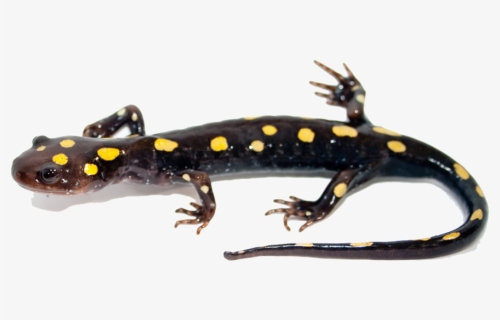 Salamander Png Image - Salamander Transparent Png, Png Download, Free Download