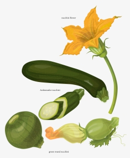 Botanical Vector Lemon - Flor De Calabaza Dibujo, HD Png Download, Free Download