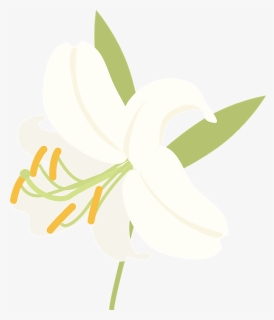 Еaster Lily Clipart - Crinum, HD Png Download, Free Download