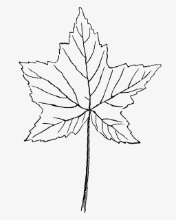 Maple Leaf Illustration Download Botanical Art - Sketch, HD Png Download, Free Download
