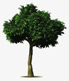 Arbol De Aguacate Dibujo , Png Download - Arbol Png, Transparent Png, Free Download