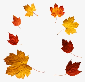Overlay Falling Leaves Png, Transparent Png, Free Download