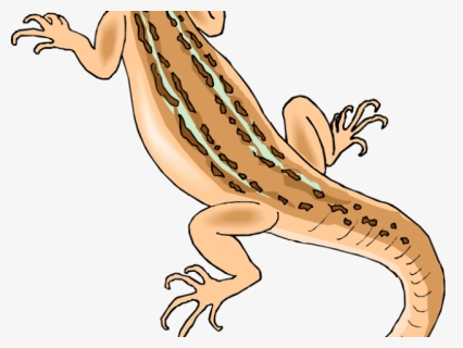 Lizard Clip Art, HD Png Download, Free Download