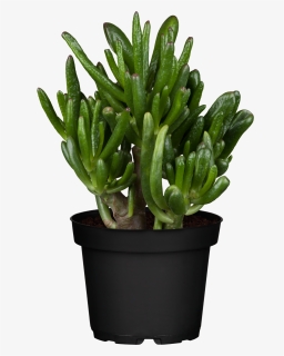 Flowerpot, HD Png Download, Free Download