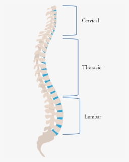 Line Of Gravity Spine, HD Png Download, Free Download