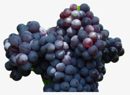 Currant Png Photo - Seedless Fruit, Transparent Png, Free Download