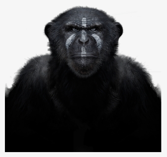 Chimpanzee , Png Download - Macaque, Transparent Png, Free Download