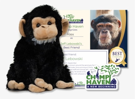 Monkey, HD Png Download, Free Download