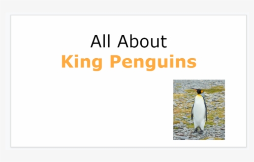 King Penguin, HD Png Download, Free Download