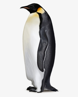 Emperor Penguin Png - Emperor Penguin Transparent Background, Png Download, Free Download